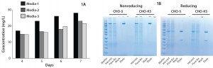 Figure 1: Antibody production in suspension-adapted CHO-KS cells; (a) IgG1 yields as measured with a Forte-Bio instrument at various time points from transiently transfected CHO-KS cells adapted to grow in three different media; (b) nonreducing and reducing protein gels showing antibody production in seven days, either from CHO-KS or Invitrogen Freestyle CHO-S cells 01020304567DaysConcentration ( mg/L)CHO-SCHO-KSCHO-SCHO-KSMarkerHarvestFlow thr.WashEluteHarvestFlow thr.WashEluteMarkerHarvestFlow thr.WashEluteHarvestFlow thr.WashEluteNonreducingReducingMedia