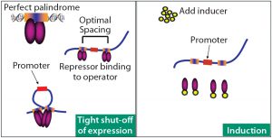 Figure 1: DNA loop formation mechanism that helps control on–off protein expression 