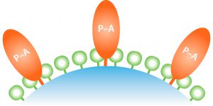 Photo 1: Amsphere A3 is a new protein A resin designed with a surfacemodified base bead and alkali-resistant optimized ligand. 