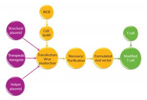 Figure 1: Manufacturing overview for viral vectors and modified T cells; MCB = master cell bank 