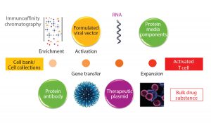 Figure 2: Starting material for modified T-cell production 