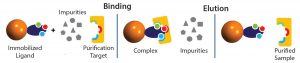 Figure 1: Affinity chromatography principle: target-specific ligands are chemically immobilized or “coupled” to a solid chromatographic support. The complex mixture that contains the target molecule with impurities is loaded over the affinity column, and the target molecule that has specific binding affinity to the ligands on the resin will bind. Impurities are washed away, and the bound molecule is eluted from the column, resulting in its purification from the original feedstock. 