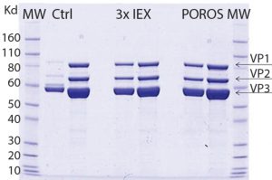 Figure 5: SDS-PAGE comparing purity of AAV9 viral vector, purified by two downstream processing methods; one is using three ionexchange (IEX) steps and the other with POROS CaptureSelect AAV9 resin as a one-step capture process. Data show that the purity profile of viral vector AAV9 is equivalent when comparing both downstream processing approaches. The gel also reveals similar purity, and the capsid viral protein (VP) topology for viral vector AAV9 is confirmed showing the bands corresponding to the viral structural proteins VP1, VP2, and VP3. 