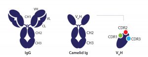 Figure 2: Comparison of a conventional antibody and a heavy-chain–only antibody as found in Camelids, which have the variable domain (VHH) (3) 