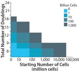 Figure 3: Maximum achievable lot size in cells per lot for each number of cells inoculated– total number of doublings combination; the starting number of cells is the initial number of cells retrieved from a donor. The white region indicates maximum achieved lot sizes >1012 cells/lot. 