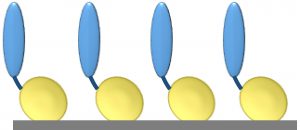 Figure 1: Core protein engineering technology; scaffold protein is shown in yellow, and the fused protein of interest (e.g., cell-adhesion protein, enzyme, or single-chain antibody molecule) is shown in blue. 
