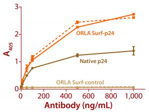 Figure 3: ELISA data comparing native p24 antigen and OrlaSURF p24 antigen binding to anti-HIV p24 monoclonal antibodies; the dotted line shows data for an antibody that recognized the OrlaSURF p24 antigen but not the native antigen, and the continuous line shows data for an antibody that recognized both. Thermo Scientific NUNC maxisorp plates were used, with both proteins adsorbed overnight followed by wash, antibody binding, wash, secondary antibody alk-phos conjugate, wash, and detection by substrate turnover. 