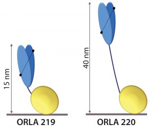 Figure 5: Schematic representation of anti-FluA-NP ScFv (blue) fused by linkers to the SBU; heights from the surface in nanometers are indicated. 