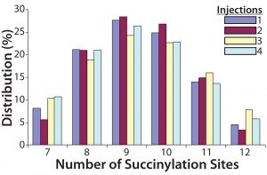 Figure 4: Four injections of one succinylated recombinant protein sample were made into an Applied Biosystems QSTAR mass spectrometer from Thermo Fisher Scientific. The resulting charge state data were deconvoluted to reveal the distribution of all succinylated species. Peaks accounting for <3% of the total peak area were discarded, and the area distribution of the remaining peaks was determined. In this case, the succinylated species ranged from seven to 12 sites each. 