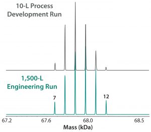 Figure 7: ESI-MS infusion assay results for a 10-L succinylation process batch and a 1,500-L engineering run illustrate very similar succinylation patterns. Numbers on the peaks indicate the number of succinylated sites in each peak. 