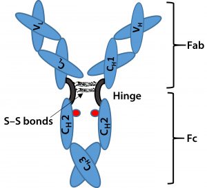 Figure 1: Immunoglobulin G (IgG) structure consists of four polypeptide chains, including two identical light chains (~25 kDa) and two identical heavy chains (~50 kDa). Each light chain consists of one constant domain (CL) and one variable domain (VL), and each heavy chain consists of three constant domains (CH1, CH2, and CH3) and one variable domain (VH). The Fab is the antigenbinding region containing hypervariable or complementarity-determining regions (CDRs), whereas the Fc region is highly conserved across molecular species. The hinge region contains two disulfide bonds and glycosylation (shown as red dots) at CH2 domain of Fc fragment. 