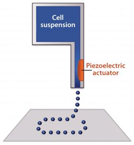 Figure 2: Schematic of an inkjet bioprinter using a piezoelectric component; a voltage is applied to create a pressure gradient near the nozzle, which ejects small droplets of material