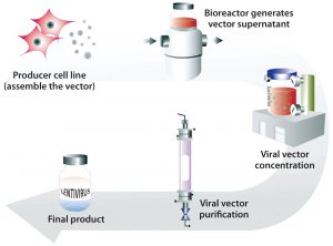 Figure 2: Generation of lentiviral vector with a stable producer cell line grown in bioreactors to generate large quantities of viral vectors that can be concentrated and purified into a final lentiviral vector product 