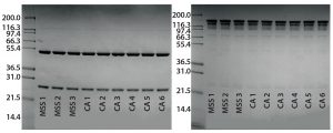 Figure 3: Reduced and nonreduced SDS-PAGE analysis of eluates from an alternative protein A affinity resin and CaptivA resin runs; (left) reduced SDS-PAGE, (right) nonreduced SDS=PAGE; MSS 1,2,3 = alternative protein A affinity resin cycles; CA1-6 = first six CaptivA resin cycles 