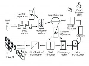 Figure 1: Process flow diagram for monoclonal antibody production using CHO cells; this figure was used to guide coverage of different unit operations and ensure that course material was in the context of a complete process for biopharmaceutical production. 