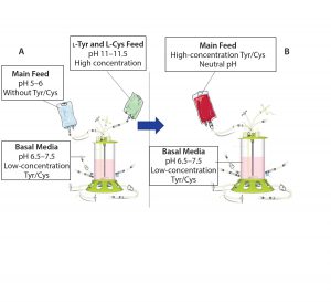 Figure 1: Traditional feeding strategies rely on a main feed and a separate alkaline feed containing l-tyrosine and l-cysteine (a). This study demonstrates the use of a combined main feed with high concentrations of tyrosine and cysteine derivatives at neutral pH (b). 