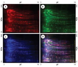 Figure 1: 2-D difference gel electrophoresis (DIGE) analysis of CHO DG44, BioWa CHO, and CHO K1 SV HCPs; (a) CHO DG44 HCP labeled with Cy5, red; (b) BioWa CHO labeled with Cy3, green; (c) CHO K1 SV labeled with Cy2, blue; (d) overlay image of Cy5, Cy3, and Cy2; the range of white to purple represents spots that are common to all three cell lines. 