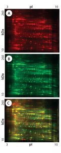 Figure 2: 2-D DIGE analysis of CHO DG44 and super CHO K1 HCPs; (a) CHO DG44 HCP labeled with Cy5, red; (b) Super CHO K1 with Cy3, green; (c) overlay Image of Cy5 and Cy3; yellow and orange represent proteins that are common to both cell lines. 