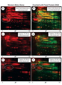 Figure 3: 2-D Western blot of CHO DG44 HCP; (A, C, E) Western blot probed with the anti-CHO DG44, Cygnus 1G, and 3G anti-CHO HCP antibodies (Abs), respectively; (B, D, E) overlaid images of Western blot (red) with protein spots (green), corresponding to A, C, and E; some acidic clusters are circled, and the high-abundance spot that was detected only by the Cygnus 1G antibody is indicated by an arrow in images B, D, and F. 