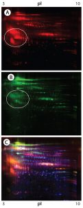 Figure 4: 2-D Western blot of CHO K1 SV HCP; (A) Western blot by the goat anti-CHO K1 SV antisera (red spots); (B) Western blot by the rabbit anti-CHO K1 SV antisera (green spots); (C) overlaid images; Western blot spots by the goat and rabbit anti-CHO K1 SV antisera are in red and green, respectively, whereas the total HCP spots are in blue. 