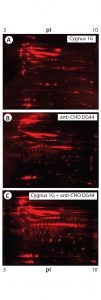 Figure 5: 2-D Western blot of BioWa CHO HCP by individual and mixed antibodies; (A) Western blot by the Cygnus 1G antibody; (B) Western blot by the anti-CHO DG44 antibody; (C) Western blot by the 1:1 mixed Cygnus 1G and anti-CHO DG44 antibodies 