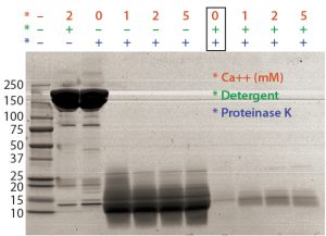 Figure 1: Optimal proteinase K digestion in the presence of detergent and/or calcium ion