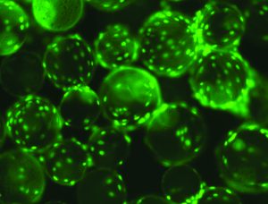 Human mesenchymal stem cells (hMSCs) on Corning Synthemax II polystyrene microcarriers (WWW.CORNING.COM) 