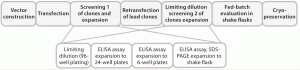 Figure 1: Schematic of the cell-line development process