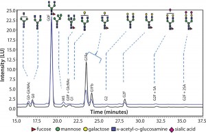 Figure 3: Comparing N-glycans released from innovator product (black) and Cook Pharmica's 20-L run (blue)