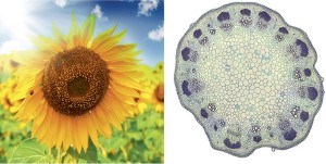 Sunflower in field and sunflower (Helianthus) stem cross section under a microscope 