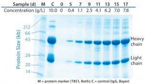 Figure 4: Quality of IgG1 produced during 17 days of high–cell-density fed-batch culture at 1,000-L scale assessd using sodium-dodecyl sulfate polyacrylamide gel electrophoresis (SDS PAGE) under reduced conditions and Coomassie blue staining; in addition to samples from the process start and days 5, 7, 9, 11, 13, 15, and 17 post-inoculum, the graph shows a marker (T851 from Roth) and control (IgG from Bayer).