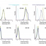 FIGURE 2: hMSCs cultured in 5% and 10% fetal bovine serum (FBS) media conditions retained their identity as expression of cell-surface antigens.