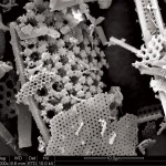 Photo 1: Scanning electron microscopy (SEM) shows the porous structure of Celpure 300 diatomaceous earth (magnitude 1,000 times).