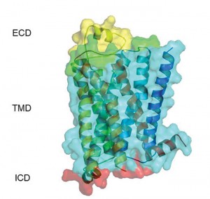 β1AR Crystal structure depicting ECL2 in yellow