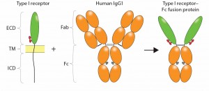 Figure 1: Construction of an Fc-fusion protein; typically, the ligand binding domains derived from the ECD of a Type I transmembrane receptor are combined with the Fc portion of a human IgG1 to form the Fc-fusion protein. Glycosylation sites encoded in the receptor domains (red ovals) or Fc domain (gray ovals) are indicated. Reproduced with permission (3). 