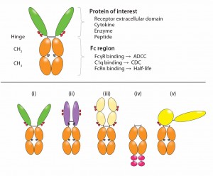 Figure 2: Functional diversity of Fc-fusion proteins; the ligand binding domains can be derived from a receptor ECD, cytokine, enzyme or peptide. The IgG1 Fc region is capable of FcγR and C1q binding, potentially enabling the fusion protein to initiate ADCC, CDC. FcRn binding to the Fc region is responsible for serum half-life extension of the fusion molecule. Reproduced with permission (3). 