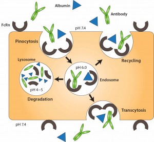 Figure 3: FcRn-mediated recycling of IgG and albumin in vascular endothelial cells; IgG and albumin are internalized into vascular endothelial cells through pinocytosis. The pH of the endosome is 6.0, facilitating association with membrane-bound FcRn. The contents of endosomes can be processed in one of two ways: either recycling back to the apical cell membrane or transcytosis from the apical to the basolateral side. In the case of saturated receptors, excess IgG and albumin are degraded by lysosomes. Top, apical side; bottom, basolateral side. Reproduced with permission from (11). 