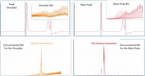 Figure 2: The Mab1 SEC peak in Figure 1 was analyzed for mass identification. The peak shoulder (left) and main peak (right) were processed separately. Inserts show ESI mass spectra and corresponding deconvoluted mass spectra are shown in the lower panels.