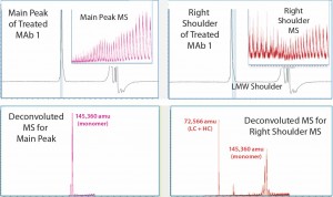 Figure 3: MS results for MAb1 treated at 55 C — with the main peak (left) and right peak shoulder (right) processed separately; inserts show ESI mass spectra, and lower panels show corresponding deconvoluted mass spectra. 