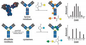 Figure 1: Schematic of lysine and cysteine conjugates and their expected DAR profiles.