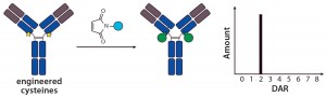 Figure 2: Site-specific THIOMAB conjugation and its expected DAR profile