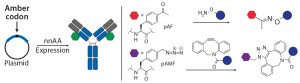 Figure 3a: Site-specific bioconjugation approach for generating ADCs with unnatural amino-acid incorporation