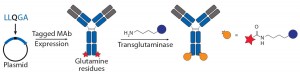 Figure 3b: Site-specific bioconjugation approach for generating ADCs through chemoenzymatic bioconjugation using transglutaminase