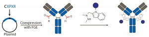 Figure 3c: Site-specific bioconjugation approach for generating ADCs through chemoenzymatic bioconjugation using formylglycine-generating enzyme (FGE)