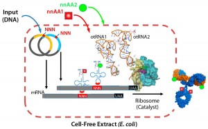 Figure 3: Xpress CF and Xpress CF+ scalable biochemical protein synthesis platforms enable generation and manufacturing of biotherapeutics including proteins containing one or more nnAAs for site-specific conjugation in homogeneous ADCs.