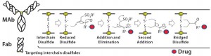 Figure 1: Conjugation of a drug to a disulfide bridge using a bis-alkylating conjugation approach involving a sequence of Michael addition and elimination reactions; the disulfide is rebridged.