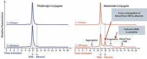 Figure 3: Comparison of the stability of ADCs produced by conjugating Alexa Fluor 488 to trastuzumab using either ThioBridge or maleimide reagents and incubated in rat serum at 37 ⁰C for 48 h; analyzed using size exclusion chromatography; the ThioBridge ADC was stable.