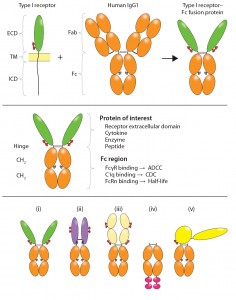 Figure 4:  Structural variety of FDA-approved Fc-fusion proteins is illustrated. Typical receptor ECD- containing Fc fusions exhibit single-ligand specificity in bivalent fusion constructs such as (i) alefacept, and (ii) abatacept and belatacept (black dots in denote Cys–Ser mutations in the hinge); “cytokine traps” (iii) such as rilonacept, aflibercept, and ziv-aflibercept; and “peptibodies” (iv) such as the aglycosylated romiplostim with single-ligand specificity in multivalent fusion constructs (in which peptide mimetics represented by large red ovals are attached in tandem and separated by flexible spacers at the C-terminal end of IgG Fc); etanercept (i) and clotting factor Fc (v) FIX Fc and FVIII Fc, with single-ligand specificity in a monovalent fusion construct. Shown in yellow are domains of truncated FIX. Horizontal lines indicate interchain disulfide bonds. Glycosylation sites are indicated in the ligand-binding domains (small red ovals) and Fc domain (small gray ovals). This figure is reproduced and adapted with permission from (3).  * 