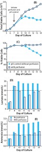 Figure 4B–e: Effect of controlling pH in T-cell cultures with perfusion (p) and without (l); (b) T-cell growth and (c) viability were monitored throughout, as were concentrations of (d) lactate and (e) ammonia. Dashed lines in d and e represent metabolite concentrations above which detrimental effects may be observed. 