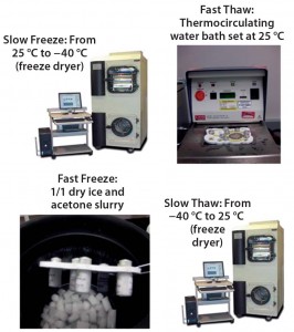 Figure 2 (Case Study 1): Low-  concentration MAb-A solutions in  glass vials were subjected to two  freeze–thaw cycles. Samples were  either fast-frozen in a dry ice and  acetone slurry (active fast freeze  protocol) or slow-frozen at a rate of  0.1 °C/min (active slow freeze  protocol) using a laboratory freeze- dryer. Frozen samples were  subsequently thawed in a water bath  at ambient temperature (active fast  thaw protocol) or thawed at the rate  of 0.1 °C/min (active slow thaw  protocol) in a laboratory freeze dryer. 